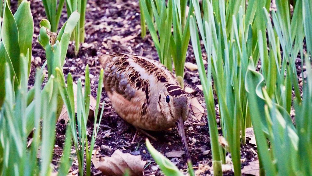 American Woodcock Spotted steps away from 42nd Street in Bryant Park, NYC by AndrewDallos is licensed under CC BY-NC-ND 2.0.